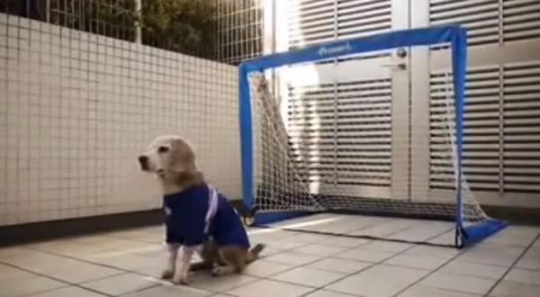 Goalie Dog