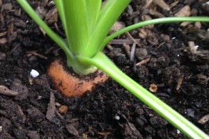 carrots-easy-to-grow
