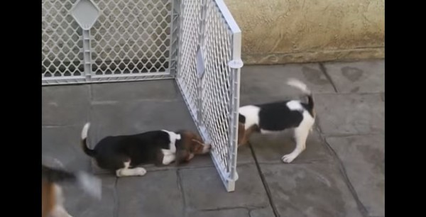 puppy videos
