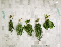 Preserving Fresh Herbs How Does She