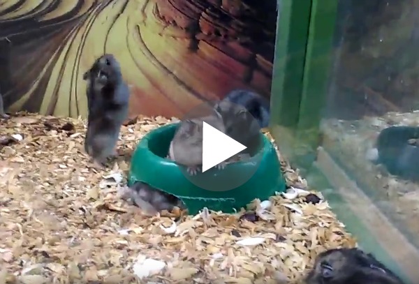 Back flipping hamster | How Does She - Reasons For Hamster Backward Slipping