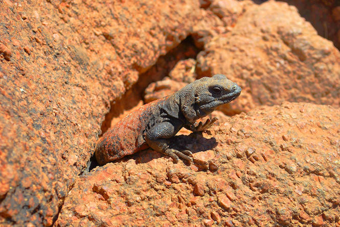 lizard basking on a rock