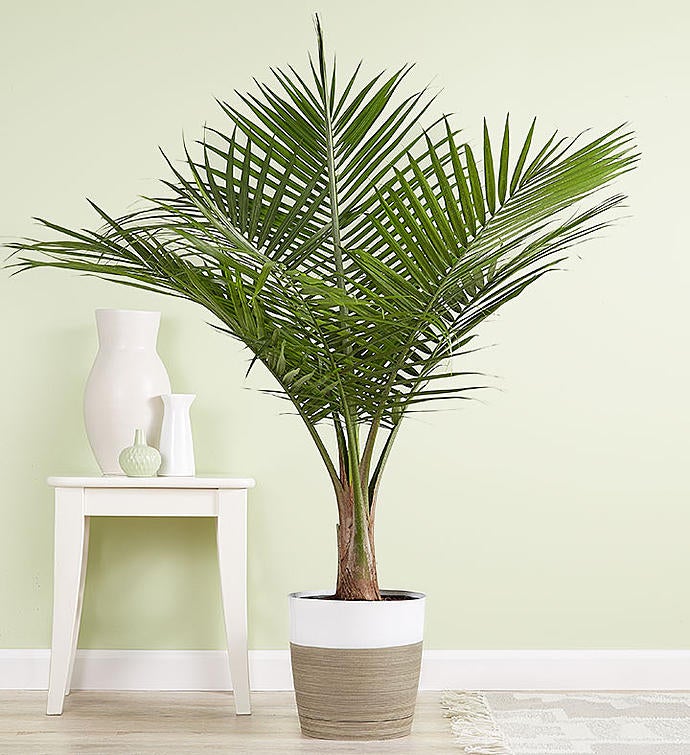 16 Insanely Rad Houseplants That Improve Your Health and Bring the Chic