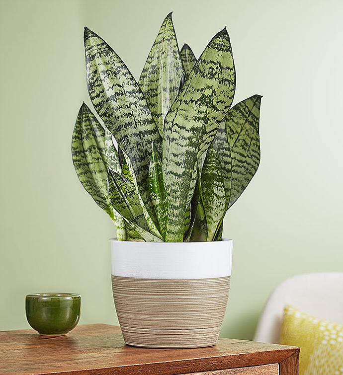 16 Insanely Rad Houseplants That Improve Your Health and Bring the Chic