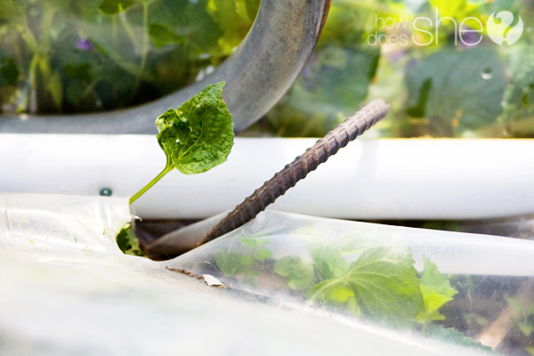 How to Create a Greenhouse out of a Trampoline